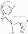 mountain_goat.png (87572 bytes)