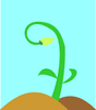 seedling